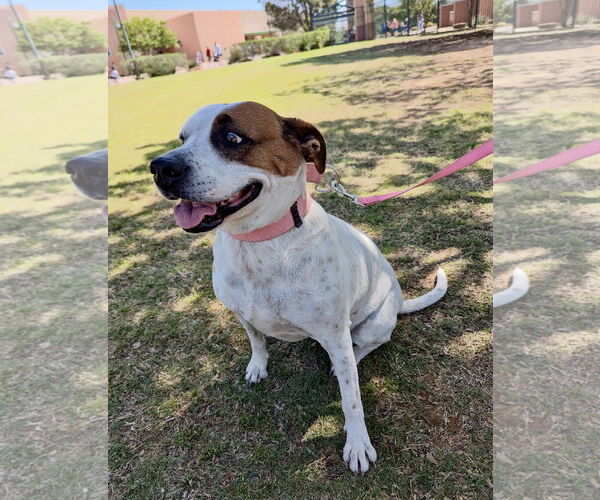 Medium Photo #3 Mutt Puppy For Sale in Euless, TX, USA