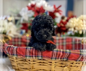 Goldendoodle-Poodle (Miniature) Mix Puppy for sale in LAKE PANASOFFKEE, FL, USA