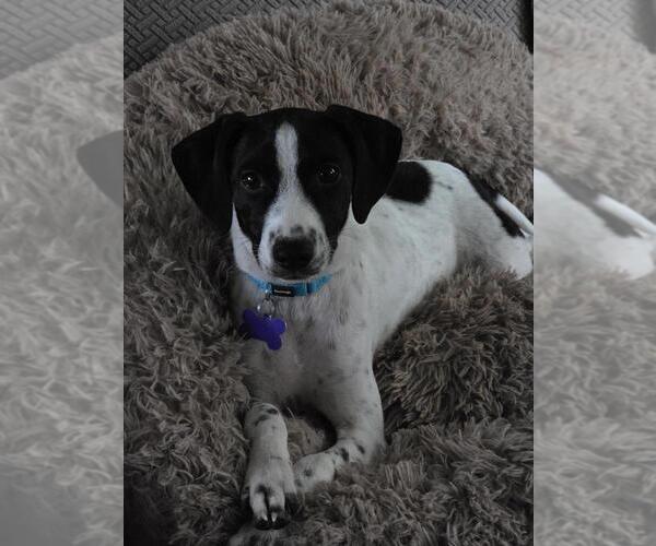 Medium Photo #11 Mutt Puppy For Sale in Oak Bluffs, MA, USA