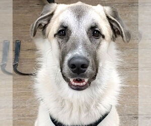 Great Pyrenees-Unknown Mix Dogs for adoption in Canton, CT, USA