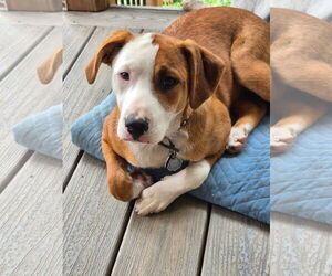 Labrador Retriever-Unknown Mix Dogs for adoption in Hillsboro, MO, USA