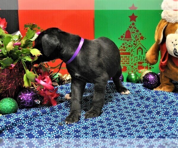 Medium Photo #4 Great Dane Puppy For Sale in BANGOR, WI, USA