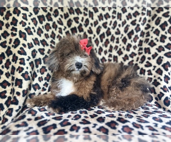 Medium Photo #6 ShihPoo Puppy For Sale in LAKELAND, FL, USA