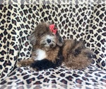 Small #5 ShihPoo