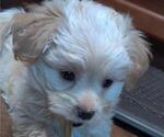 Small Photo #3 Maltipoo Puppy For Sale in TUCSON, AZ, USA