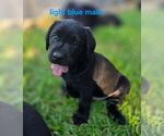 Small #5 Labrador Retriever