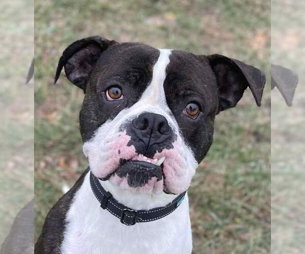 Medium Photo #5 Boxer Puppy For Sale in Burnsville, MN, USA