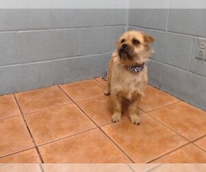 Brussels Griffon-Unknown Mix Dogs for adoption in Downey, CA, USA