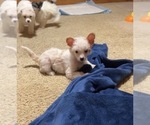 Small #8 Chinese Crested
