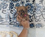 Small #1 Yoranian