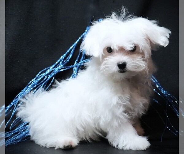 Medium Photo #3 Maltese Puppy For Sale in ROCK VALLEY, IA, USA
