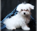 Small #2 Maltese