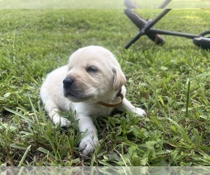 Medium Labrador Retriever