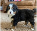 Small Photo #2 Bernese Mountain Dog Puppy For Sale in KILLBUCK, OH, USA