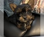 Small #16 Yorkshire Terrier