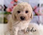 Small #2 Poodle (Miniature)