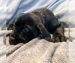 Small Photo #5 Cane Corso Puppy For Sale in SEATTLE, WA, USA