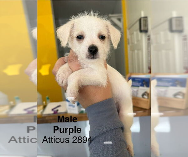 Medium Photo #1 Chihuahua-Unknown Mix Puppy For Sale in Studio City, CA, USA