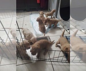 Goldendoodle mix (+ Poodle Standard) Puppy for sale in CORYDON, IN, USA
