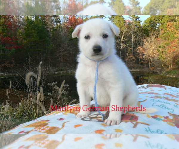 Medium Photo #6 German Shepherd Dog Puppy For Sale in PIEDMONT, MO, USA
