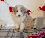 Small #1 Samoyed