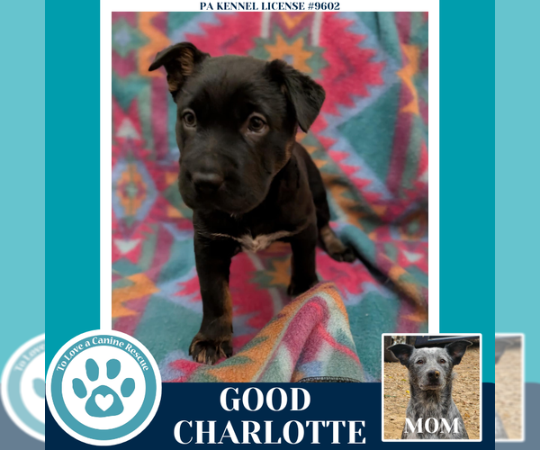 Medium Photo #2 Mutt Puppy For Sale in Kimberton, PA, USA