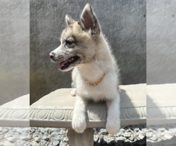 Medium Photo #2 Pomsky Puppy For Sale in WEBSTER, FL, USA