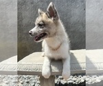 Small Photo #2 Pomsky Puppy For Sale in WEBSTER, FL, USA