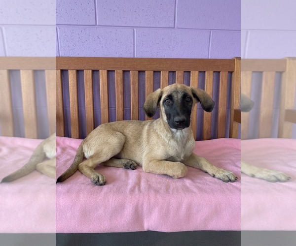 Medium Photo #2 Mutt Puppy For Sale in Genesee, WI, USA