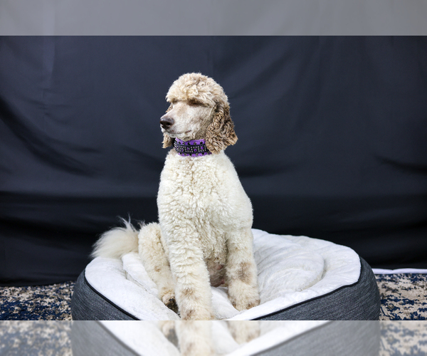 Medium Photo #1 Poodle (Standard) Puppy For Sale in HESPERIA, CA, USA