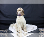 Small Photo #1 Poodle (Standard) Puppy For Sale in HESPERIA, CA, USA