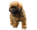 Small Photo #8 Shih Tzu Puppy For Sale in SAN DIEGO, CA, USA