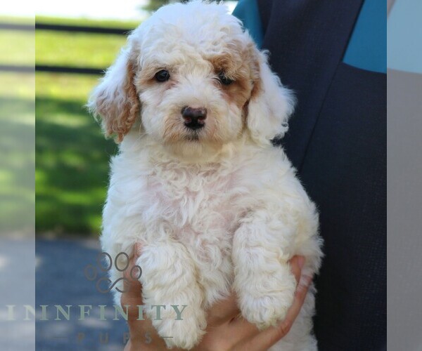 Medium Photo #3 Goldendoodle (Miniature) Puppy For Sale in EPHRATA, PA, USA