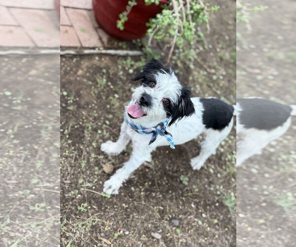 Medium Photo #2 Havashu Puppy For Sale in Phoenix, AZ, USA