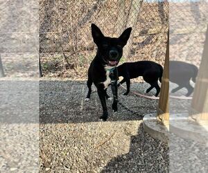 Mowgli - Male Labrador Retriever-Unknown Mix Dog for Adoption - Photo #2