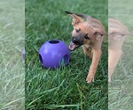 Small #2 Mutt