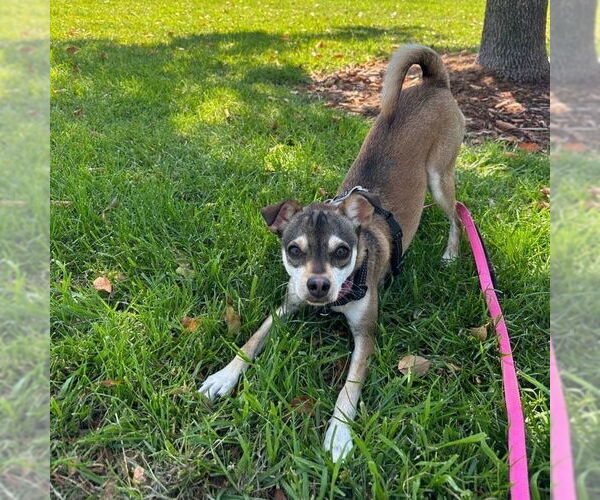 Medium Photo #15 Chihuahua-Unknown Mix Puppy For Sale in San Jose, CA, USA
