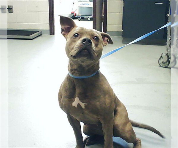 Medium Photo #1 Labrador Retriever-Unknown Mix Puppy For Sale in Fayetteville, NC, USA