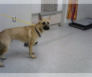 Mutt Dogs for adoption in Pasadena, TX, USA