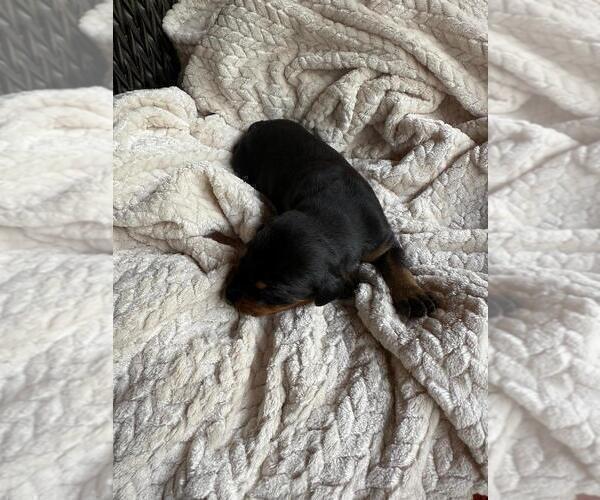 Medium Photo #8 Doberman Pinscher Puppy For Sale in HUNTSVILLE, AL, USA