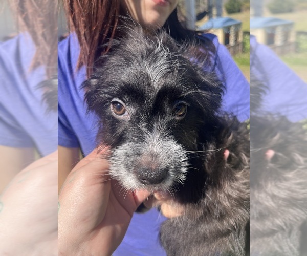 Medium Photo #2 Eskipoo (Miniature) Puppy For Sale in LAFAYETTE, MS, USA