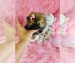Small #18 Pomeranian