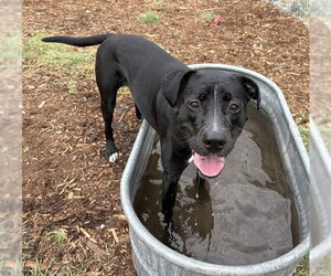 Labrador Retriever-Unknown Mix Dogs for adoption in Denver, CO, USA