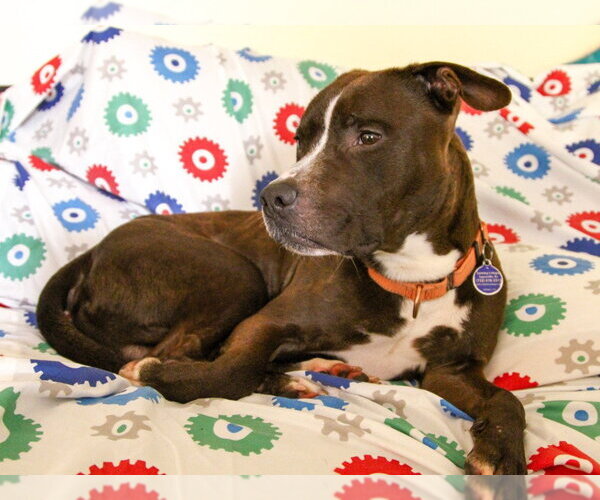 Medium Photo #7 American Staffordshire Terrier Puppy For Sale in Sayreville, NJ, NJ, USA