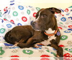 Small Photo #7 American Staffordshire Terrier Puppy For Sale in Sayreville, NJ, NJ, USA
