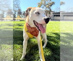 THEODORE - Male Pointer-Siberian Husky Mix Dog for Adoption - Small photo