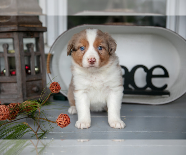 Medium Photo #15 Australian Shepherd Puppy For Sale in HOLMESVILLE, OH, USA