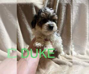 YorkiePoo Puppy for sale in MIDDLETOWN, IN, USA
