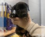 Small #1 Labrador Retriever Mix