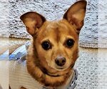 Small Photo #6 Chihuahua-Unknown Mix Puppy For Sale in Arlington, VA, USA